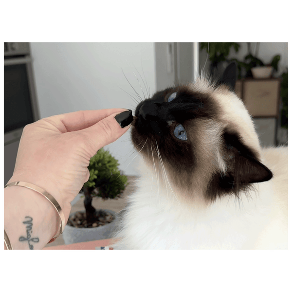 Friandises Mobilité pour chat