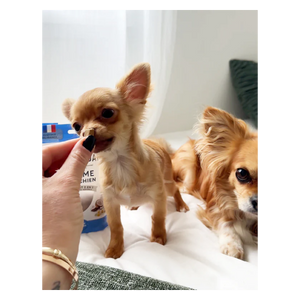 Friandises Calme Mini Chien