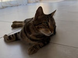 Pelle e cappotto al 100% salmone di gatto