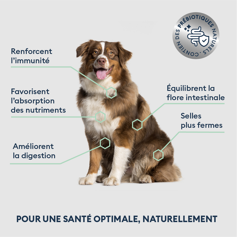 Échantillon de Croquettes Chien Senior de Moyenne & Grande Taille