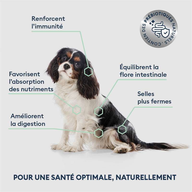 Croquettes Chien Senior de petite Taille 4 kg